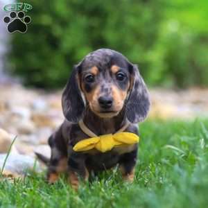 Blake, Dachshund Puppy